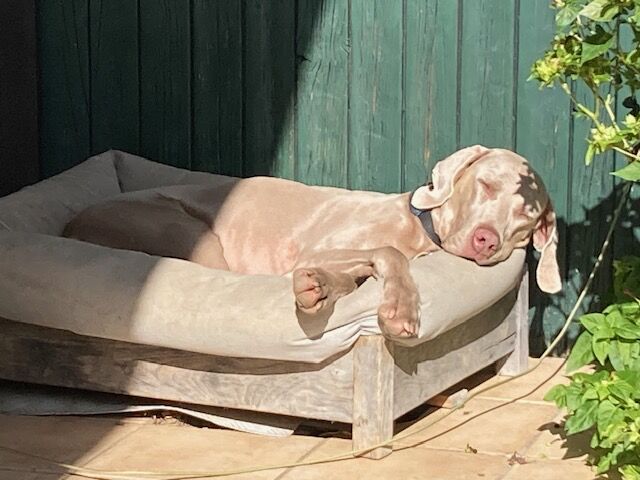 Happy pet client